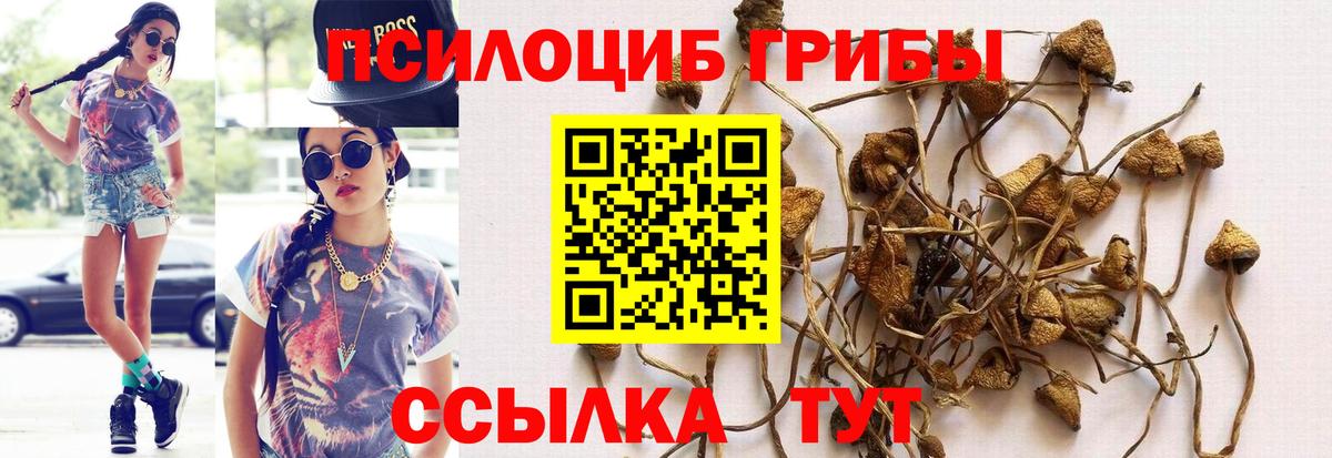 Псилоцибиновые грибы GOLDEN TEACHER  Псилоцибиновые грибы GOLDEN TEACHER  Вход с VPN  Кимры 